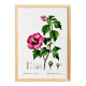 Poster about Hibiscus, based on an engraving from 1802