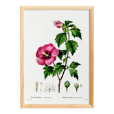 Poster about Hibiscus, based on an engraving from 1802