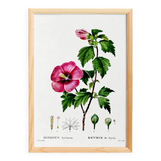 Poster about Hibiscus, based on an engraving from 1802