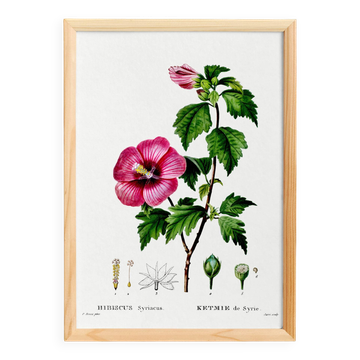Poster about Hibiscus, based on an engraving from 1802