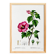 Poster about Hibiscus, based on an engraving from 1802