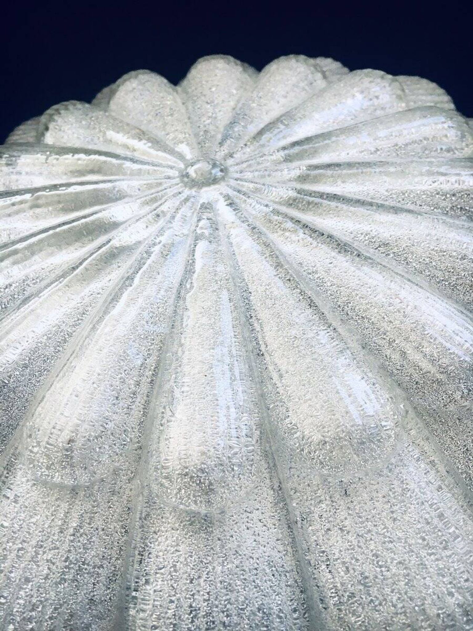 Large Frosted Flower Glass Sconce Wall Lamp from MCM, 1960s