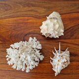 Shells and coral