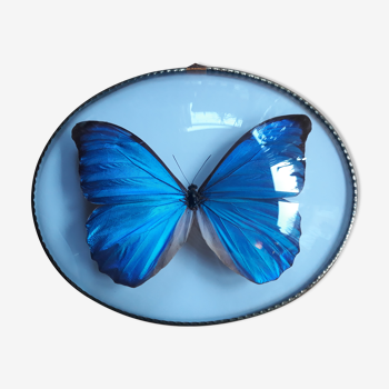 Morpho butterfly naturalized oval frame