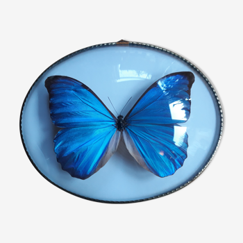 Papillon Morpho naturalisé cadre ovale