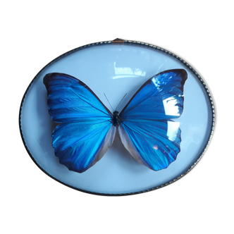 Papillon Morpho naturalisé cadre ovale