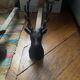 Pair of vintage deer head andirons