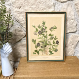 Framed encyclopedia botanical plate