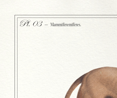 Set of 2 framed chimera lithography animal engraving