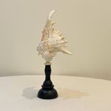 Old Murex conch shell on turned wooden base Napoleon III vintage curiosity cabinet R