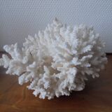 Minerals, coral
