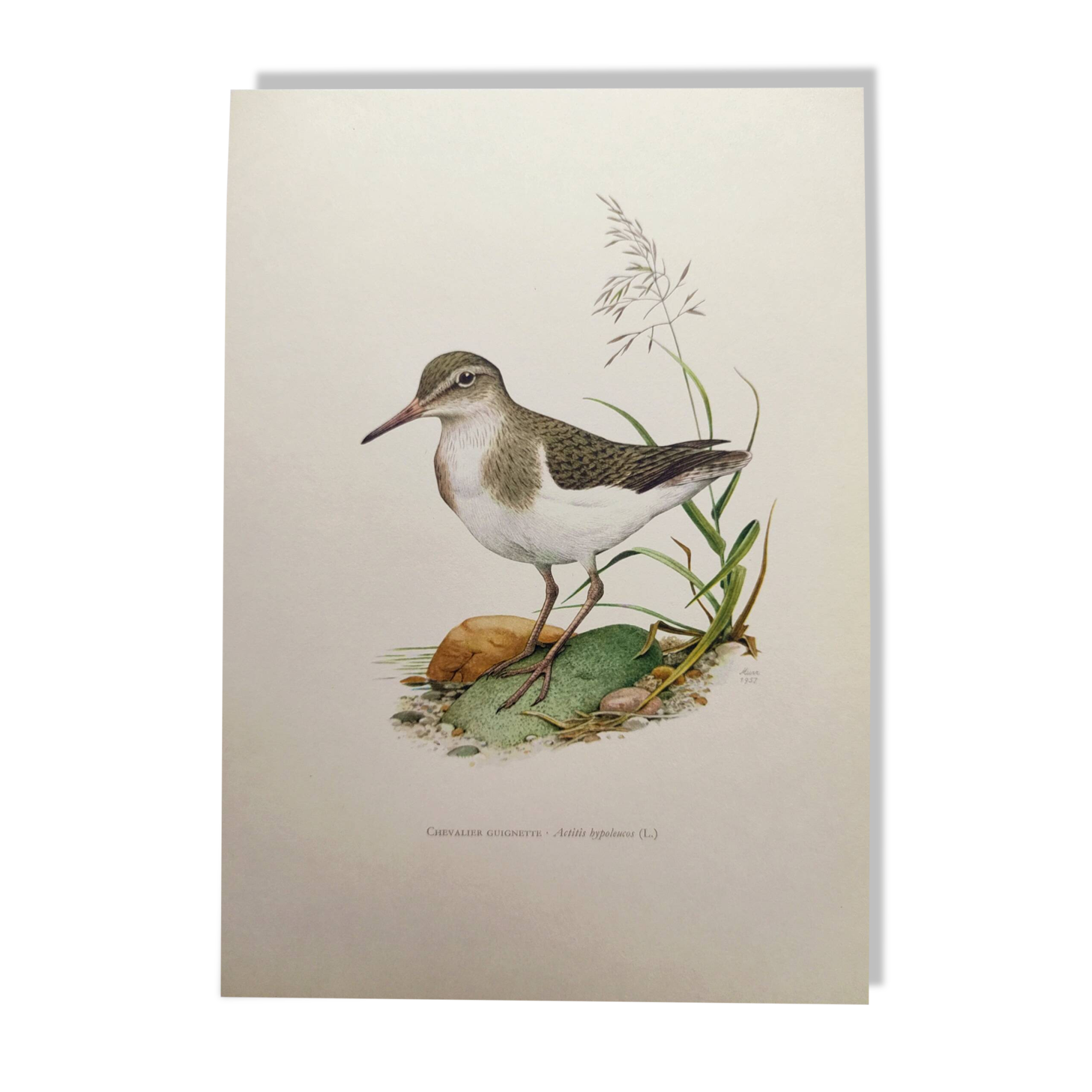 Antique bird illustration from the 1960s - Common Sandpiper - Plate