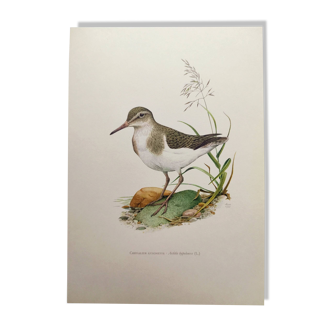 Illustration ancienne oiseaux - Chevalier Guignette, années 1960