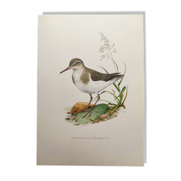 Illustration ancienne oiseaux - Chevalier Guignette, années 1960