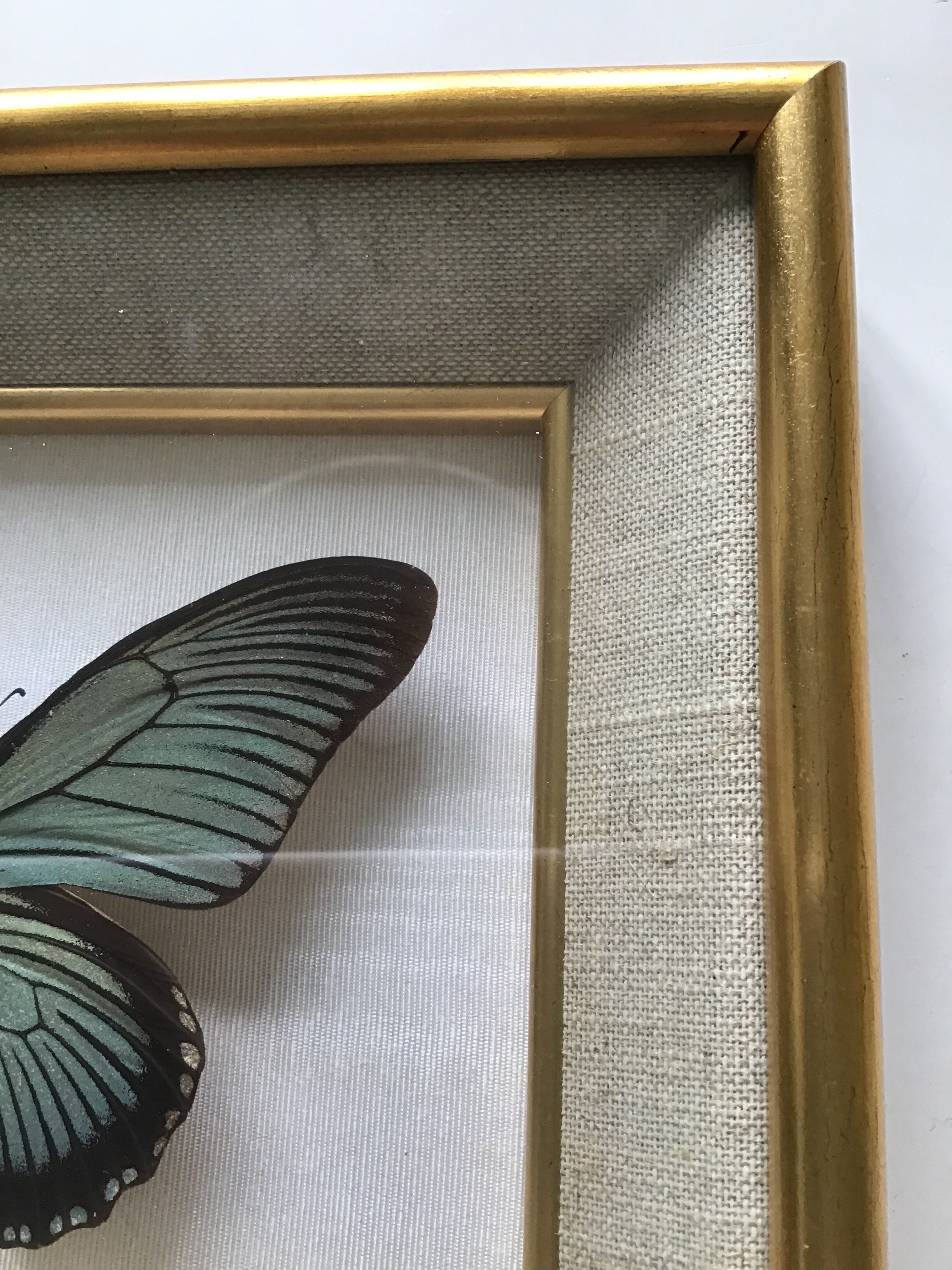 Naturalized butterfly frame
