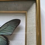 Naturalized butterfly frame