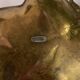 Brass leaf Taiwan pocket tray