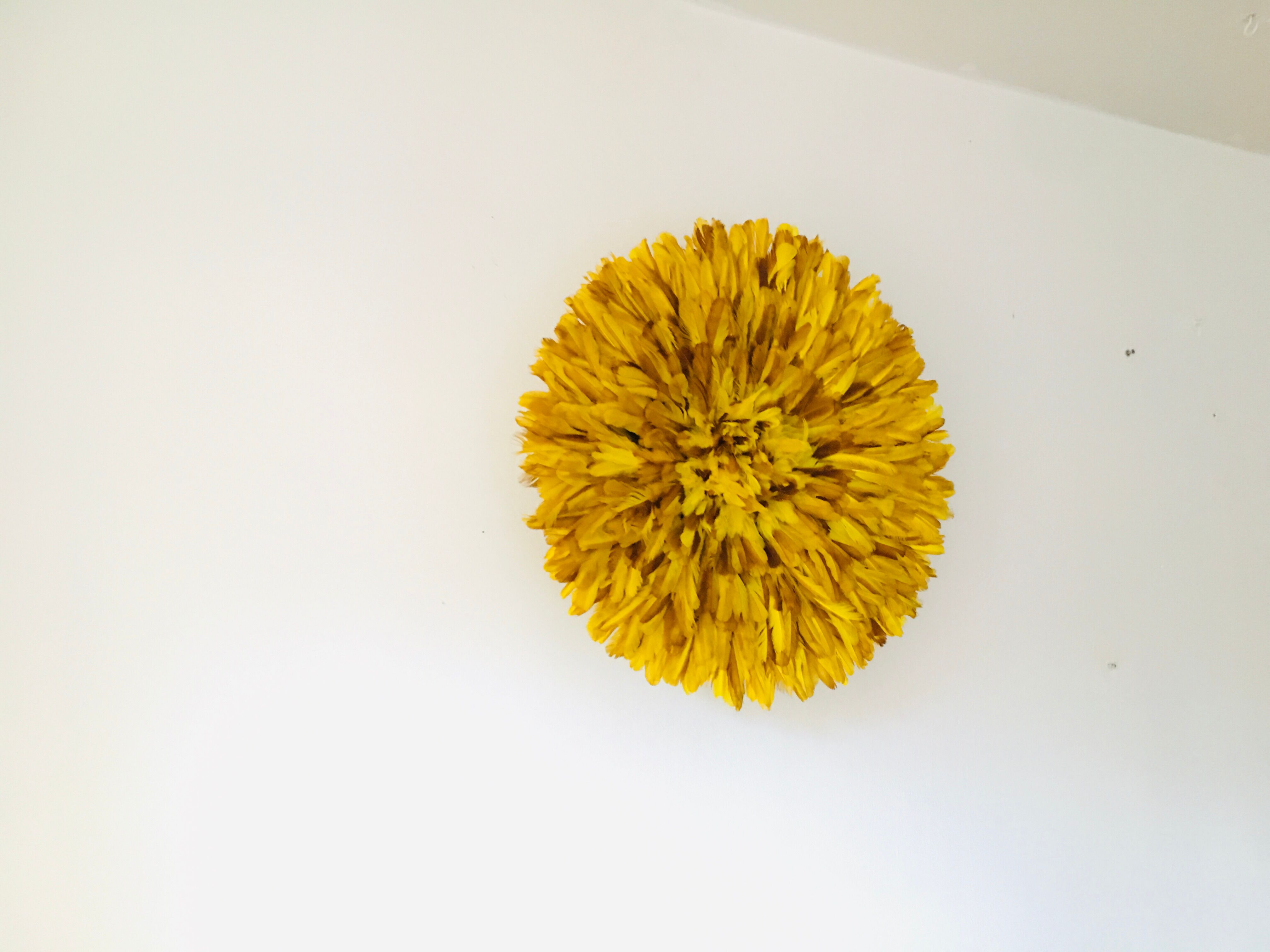 Yellow Jujuhat 55 cm