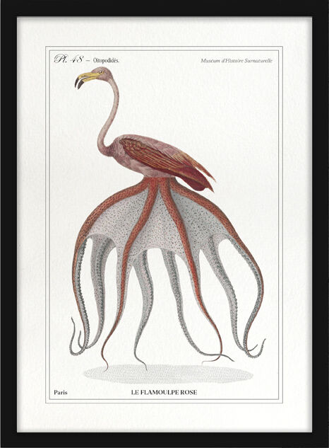 Chimera lithograph animal engraving - the pink flamoulpe