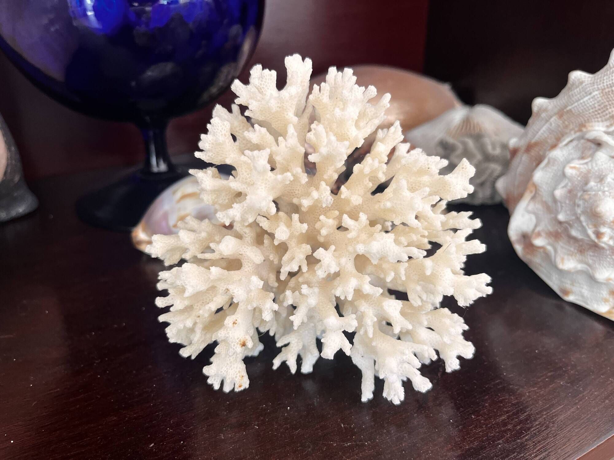 Ancient coral