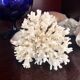 Ancient coral