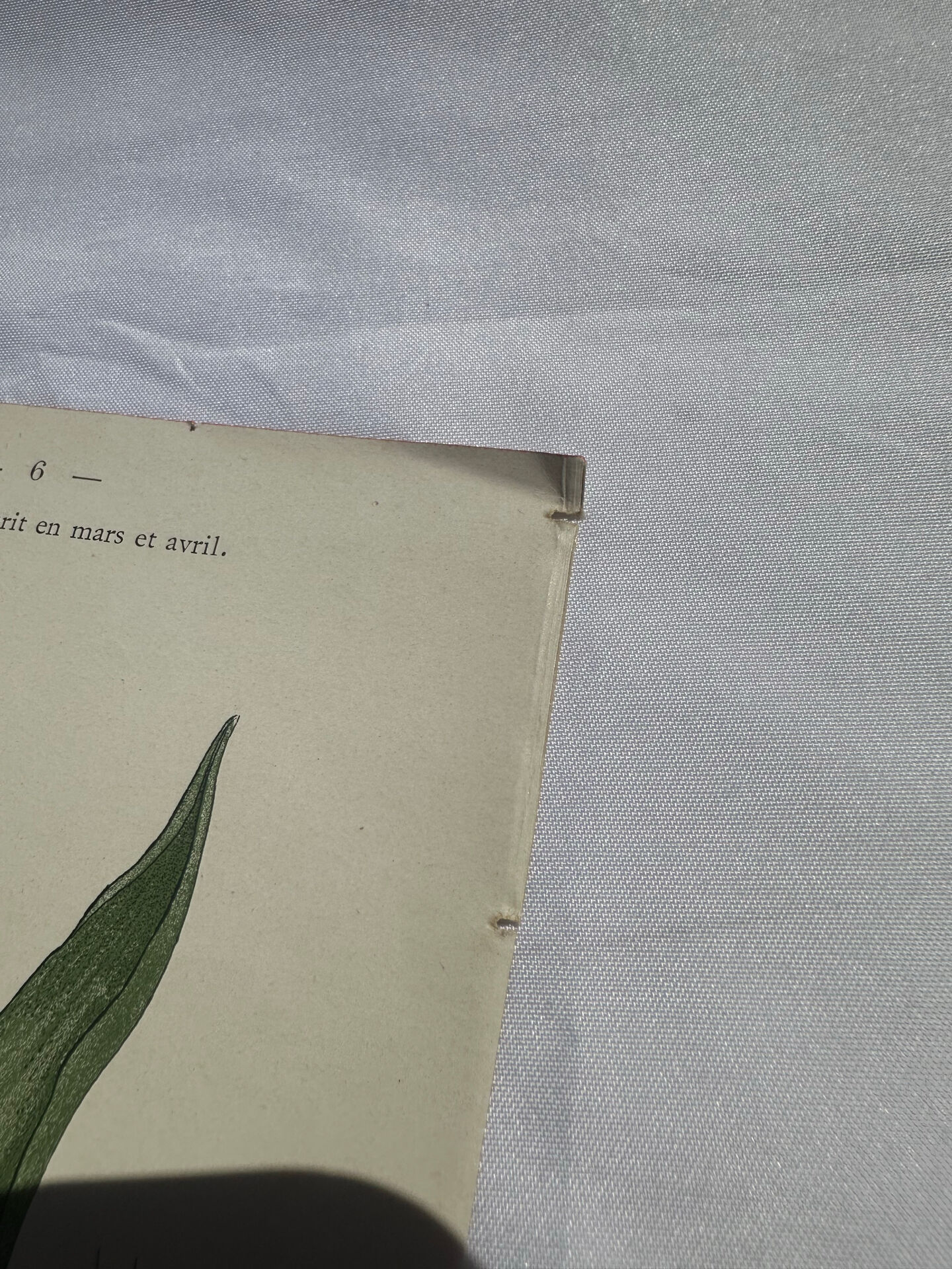 🌿 Botanical Plate Old Naturalist Engraving 19th Century Double-Sided A