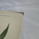 🌿 Botanical Plate Old Naturalist Engraving 19th Century Double-Sided A