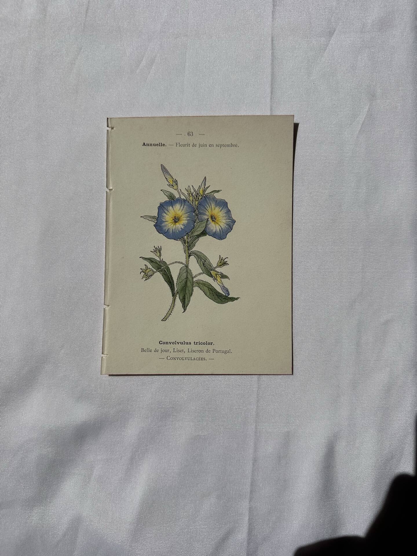 Botanical engraving Flower France double-sided coloured 1800