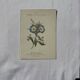 Botanical engraving Flower France double-sided coloured 1800