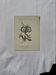 Botanical engraving Flower France double-sided coloured 1800