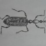 Illustration insecte