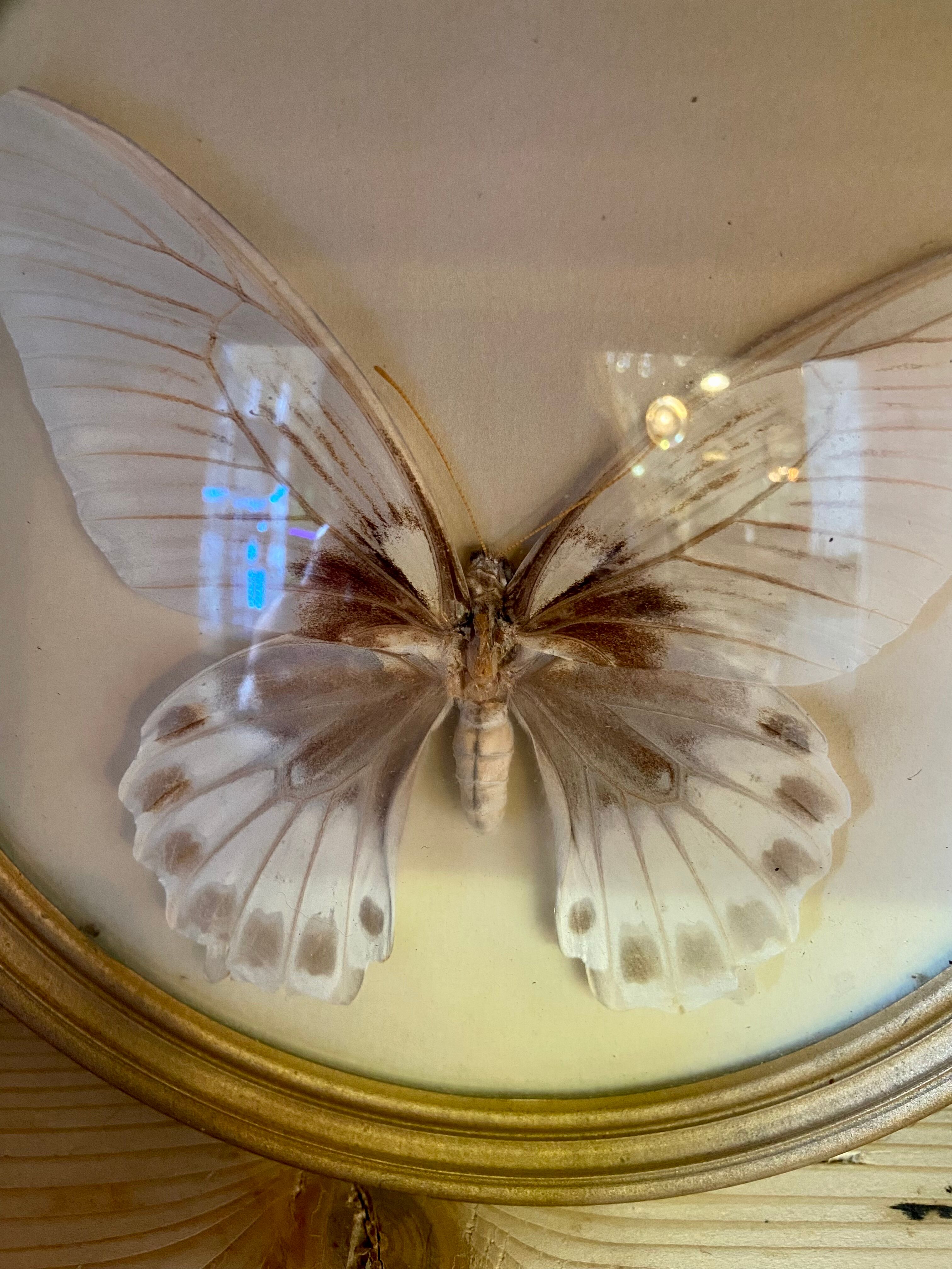 Butterfly frame