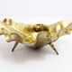 Vide poche "coquillage" en laiton