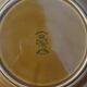 Vintage set of 6 honey brown flat plates from Lunéville.