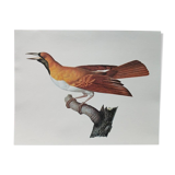 Zoological poster depicting an emerald bird of paradise