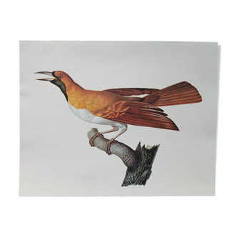 Zoological poster depicting an emerald bird of paradise
