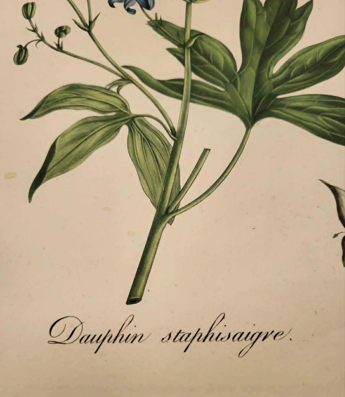 Medical phytography, dauphin staphisaigne hand-coloured, j. roques 1821