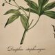 Medical phytography, dauphin staphisaigne hand-coloured, j. roques 1821