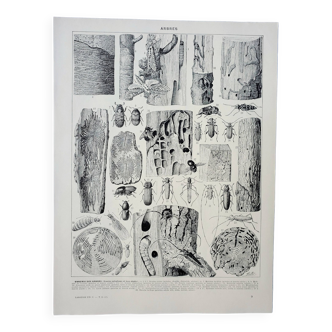Gravure ancienne 1928, Insectes xylophages 1, dégâts aux arbres • Lithographie, Planche originale