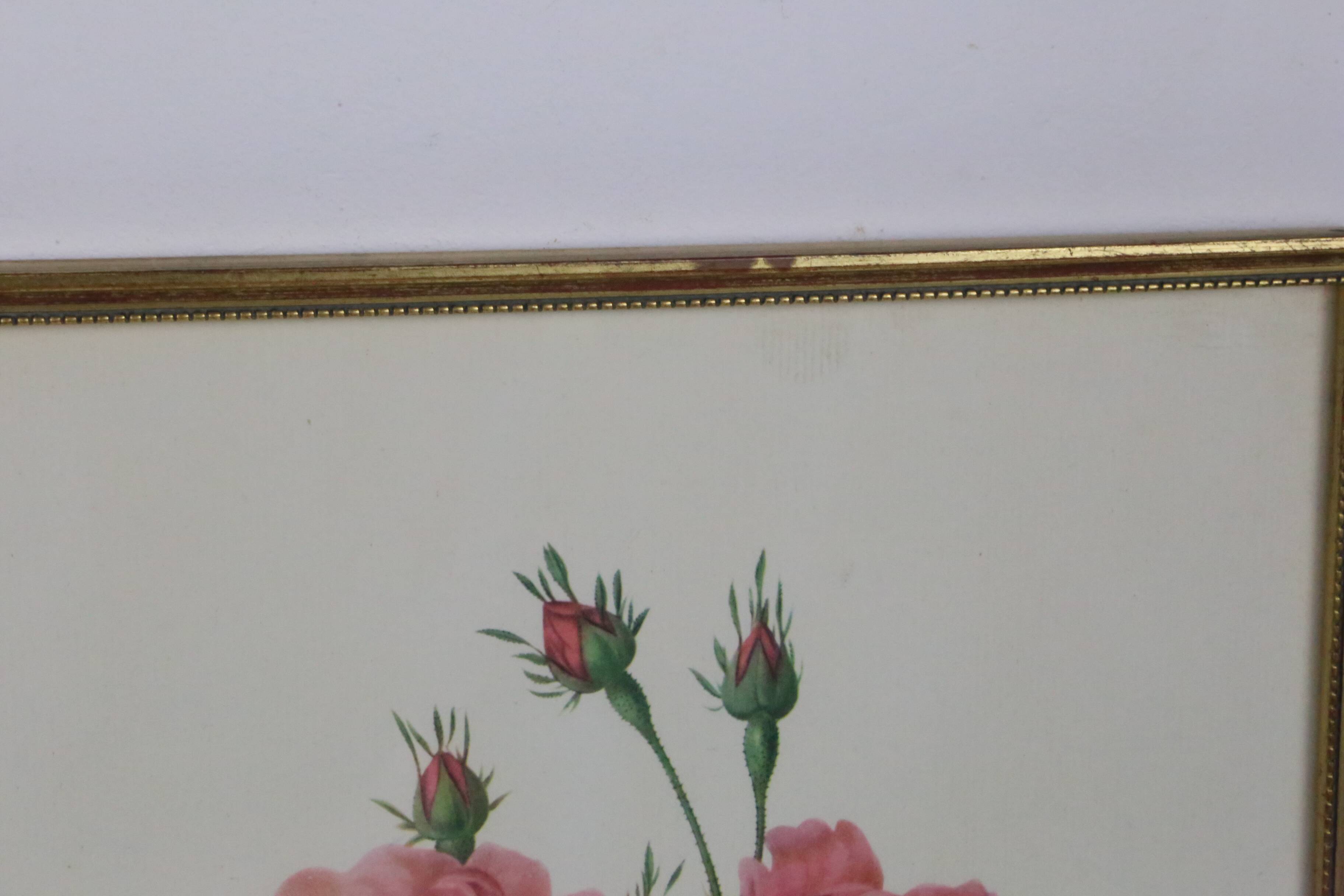 Great Redouté Lithograph