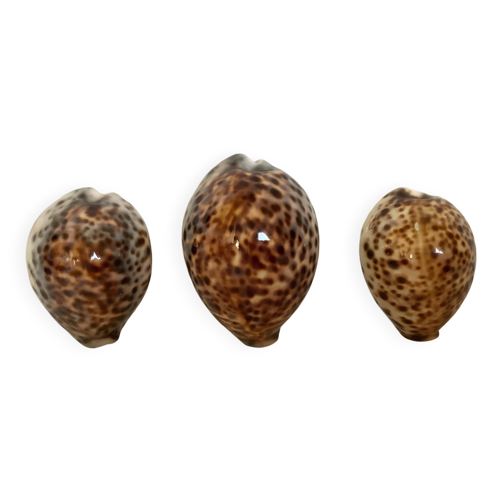 Trio of tiger cowrie shells