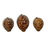 Trio of tiger cowrie shells