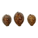 Trio of tiger cowrie shells