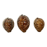 Trio of tiger cowrie shells