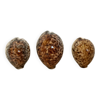 Trio of tiger cowrie shells