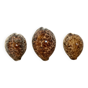 Trio of tiger cowrie shells