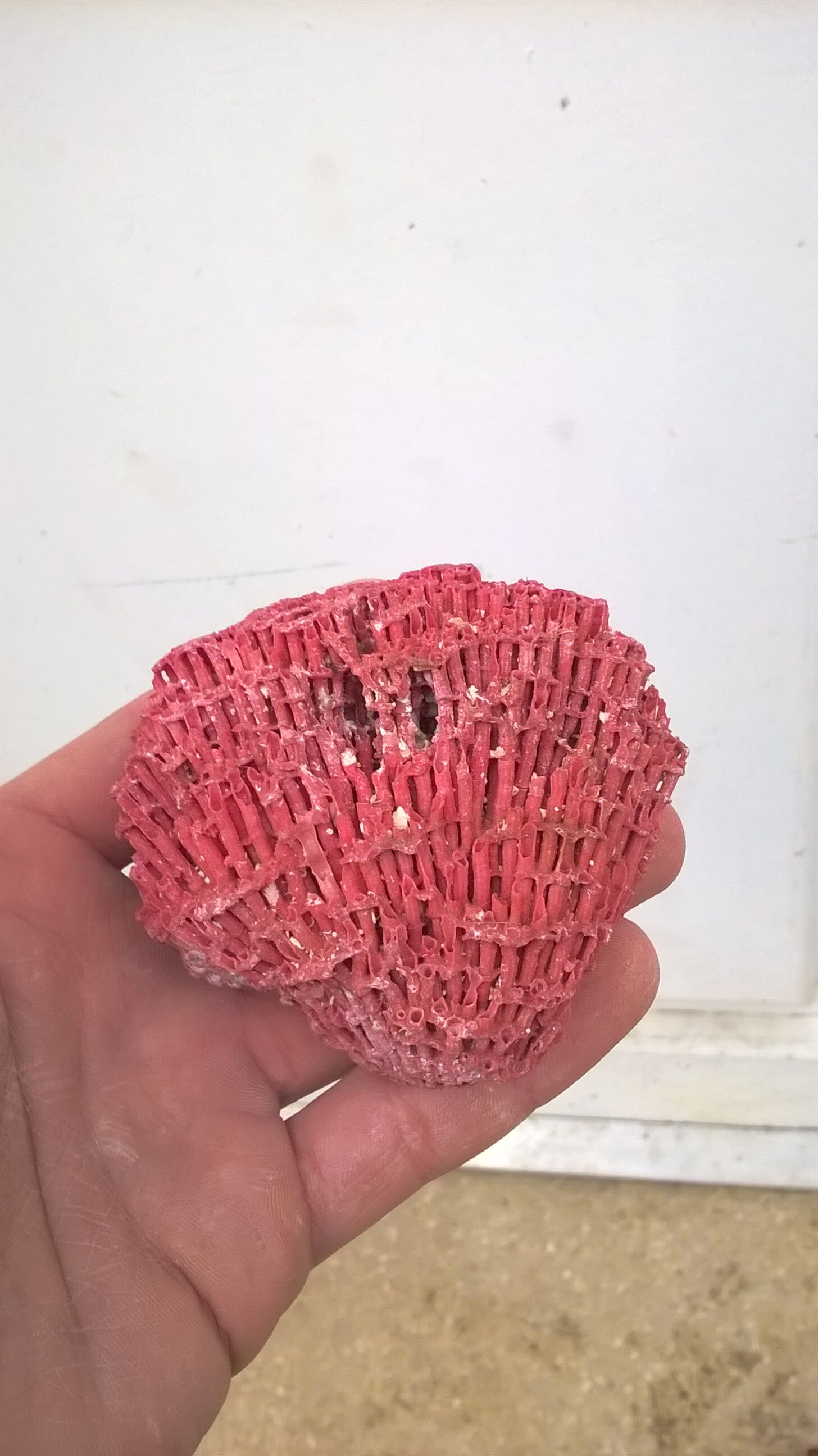 Vintage red coral duo