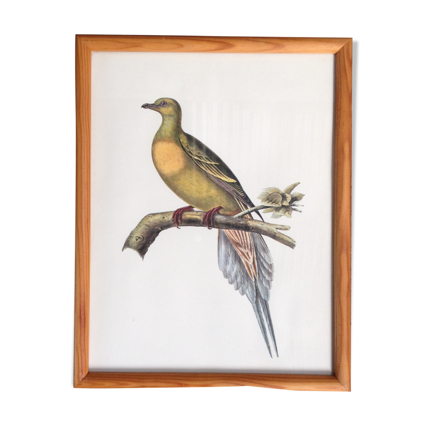 Bird frame