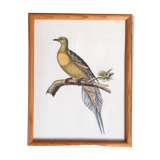 Bird frame