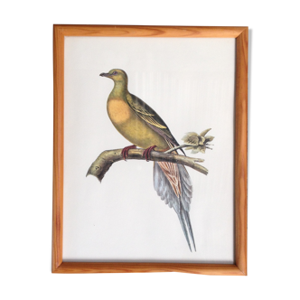 Bird frame